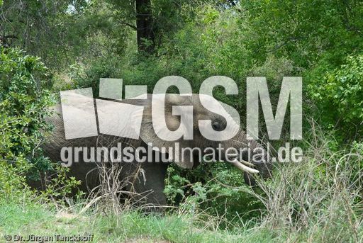 Afrikanischer Elefant (9 von 131).jpg